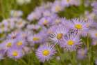 USA-Colorado-Gunnison National Forest Showy daisy flowers close-up Art Print